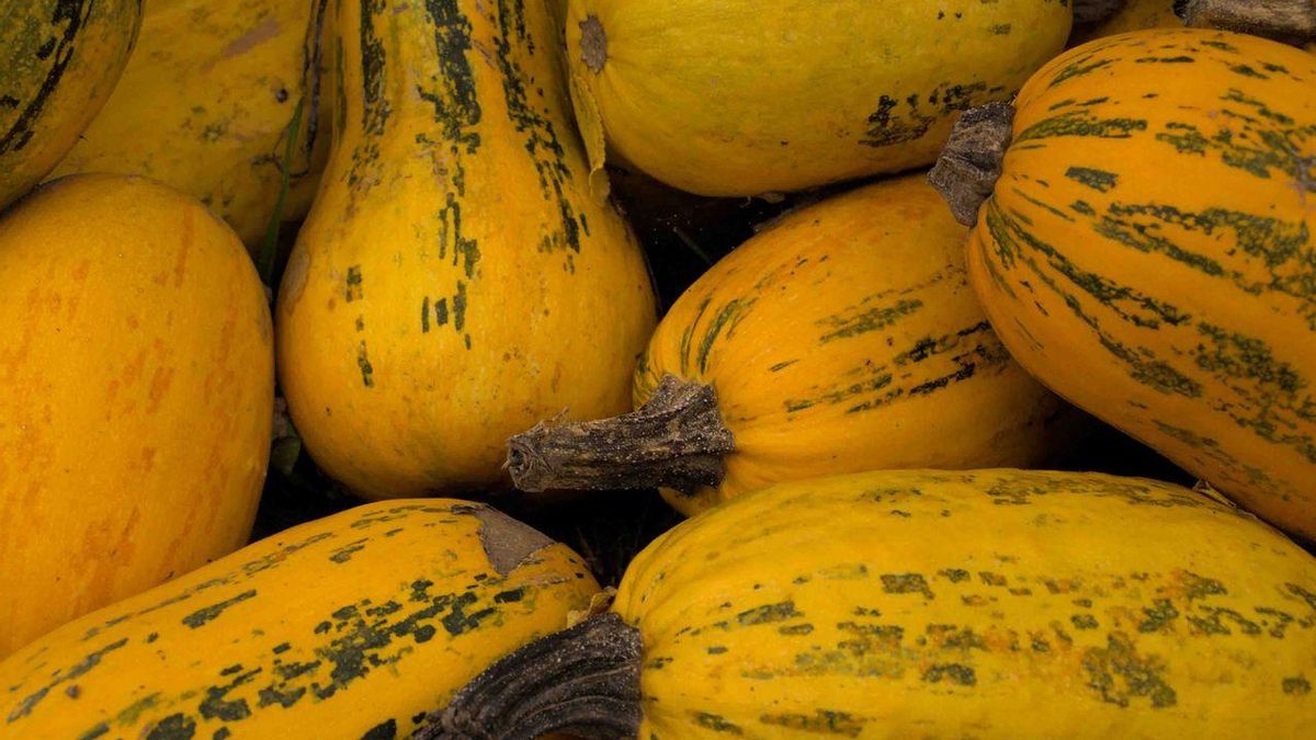 Se trata de un calabaza con la pulpa muy dulce