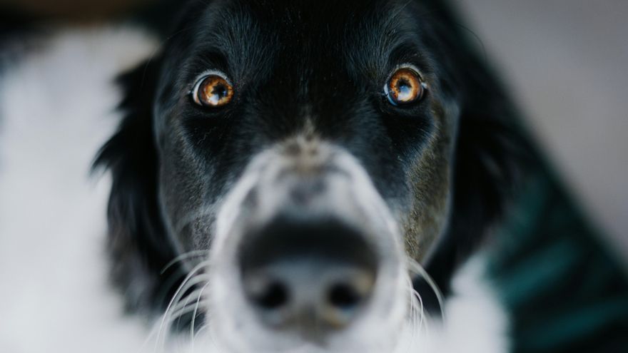 수천 마리의 개들이 이미 최초의 생명 연장 약을 시도하고 있습니다. 