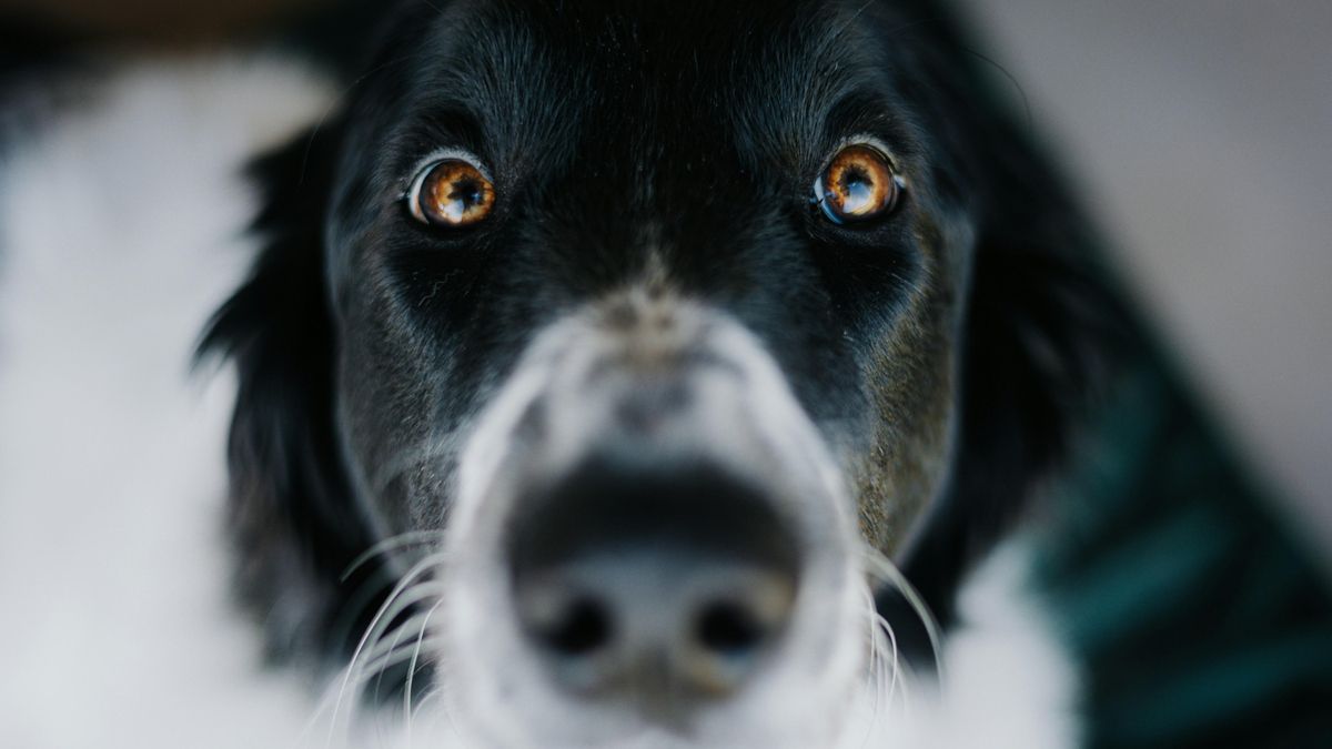 Los perros ya toman la primera pastilla para vivir más.