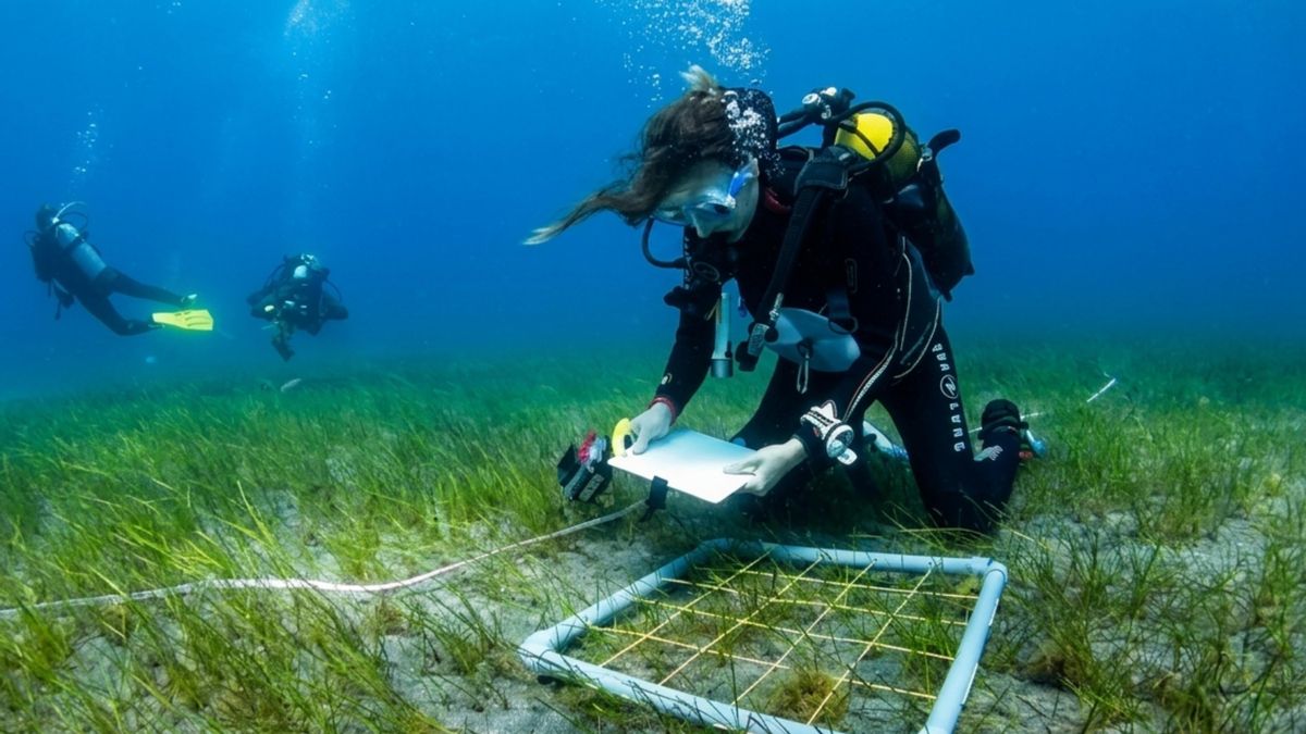 Plantar semillas en el fondo del mar para recuperar los sebadales, la ‘guardería’ de la fauna marina de Canarias