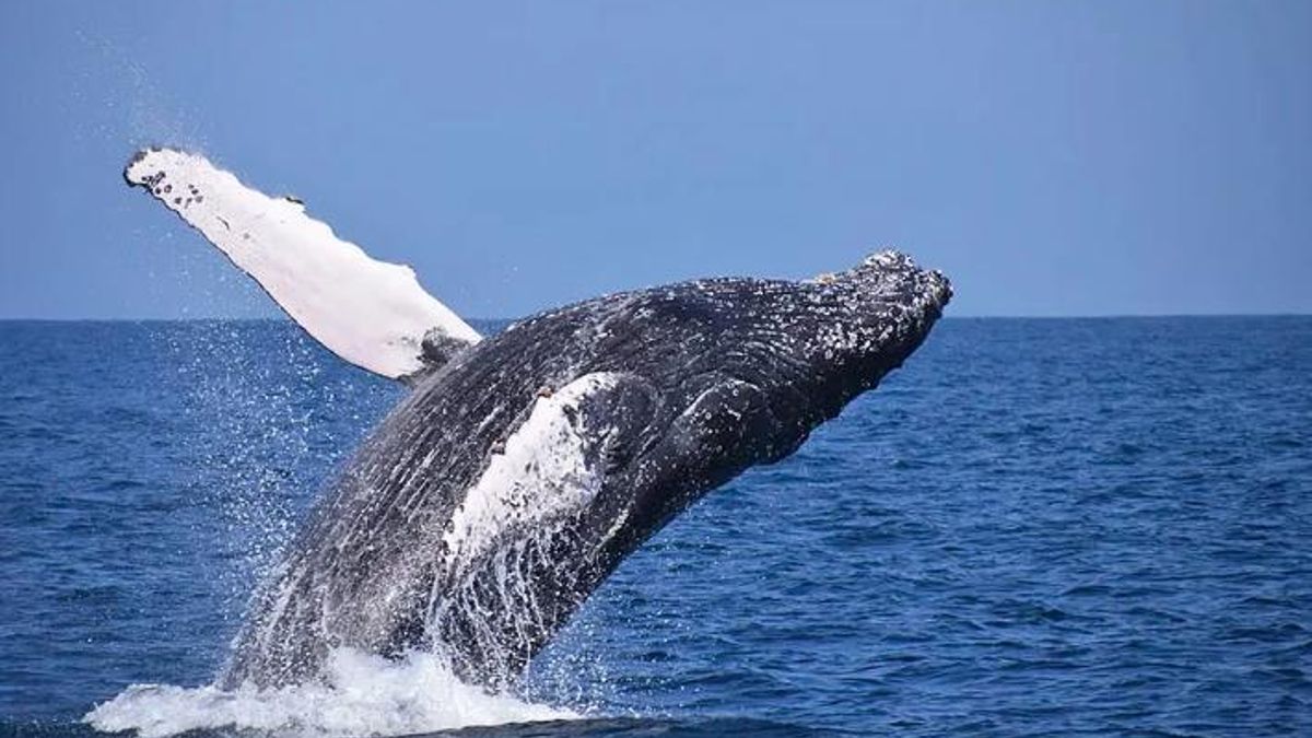 Una ballena jorobada en Samaná