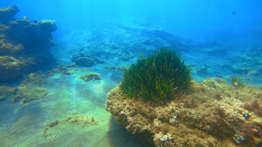 El desafío de mapear un mundo oculto: IA y científicos se alían para salvar la posidonia