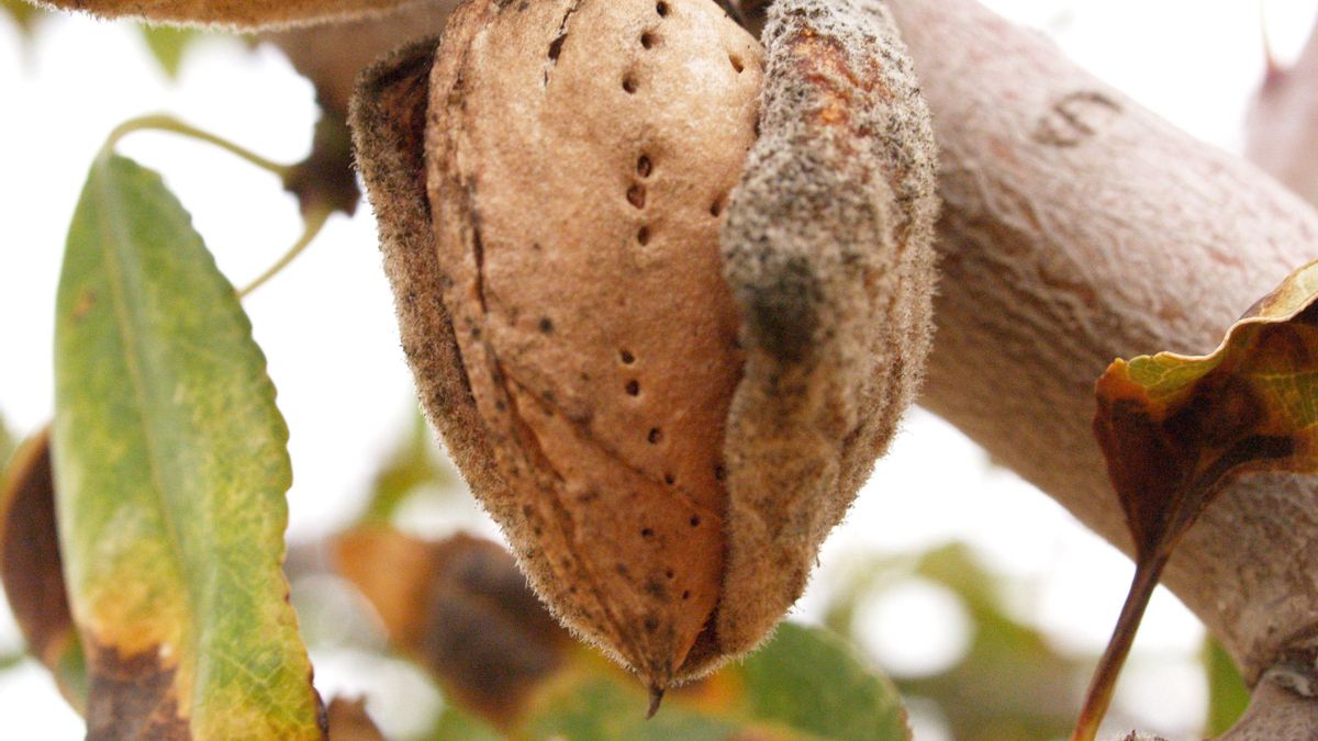 ALMENDRA