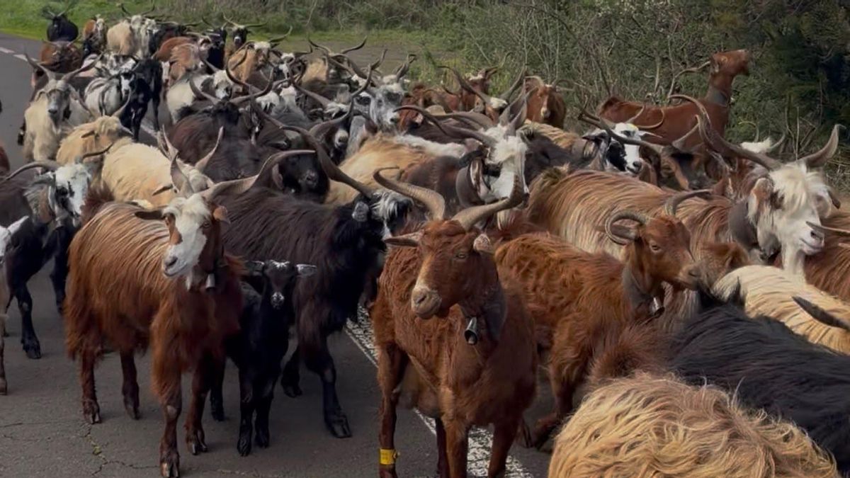 Garafía abre una convocatoria de 65.000 euros en ayudas al sector primario
