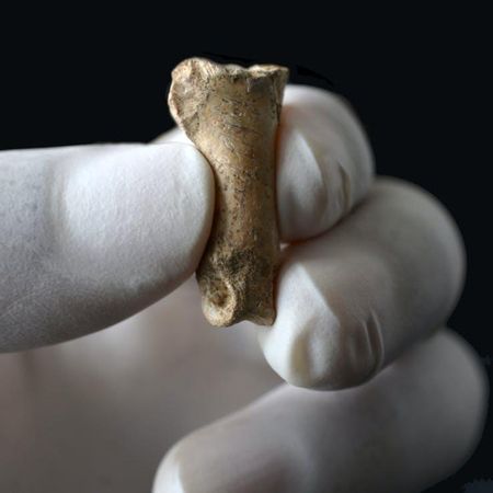 Falange de águila imperial con marcas de corte recuperada en la Cova Foradada de Calafell. / Antonio Rodríguez-Hidalgo/UCM