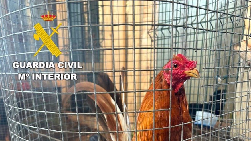 Investigan a cuatro vecinos del municipio coruñés de Coristanco por organizar peleas de gallos