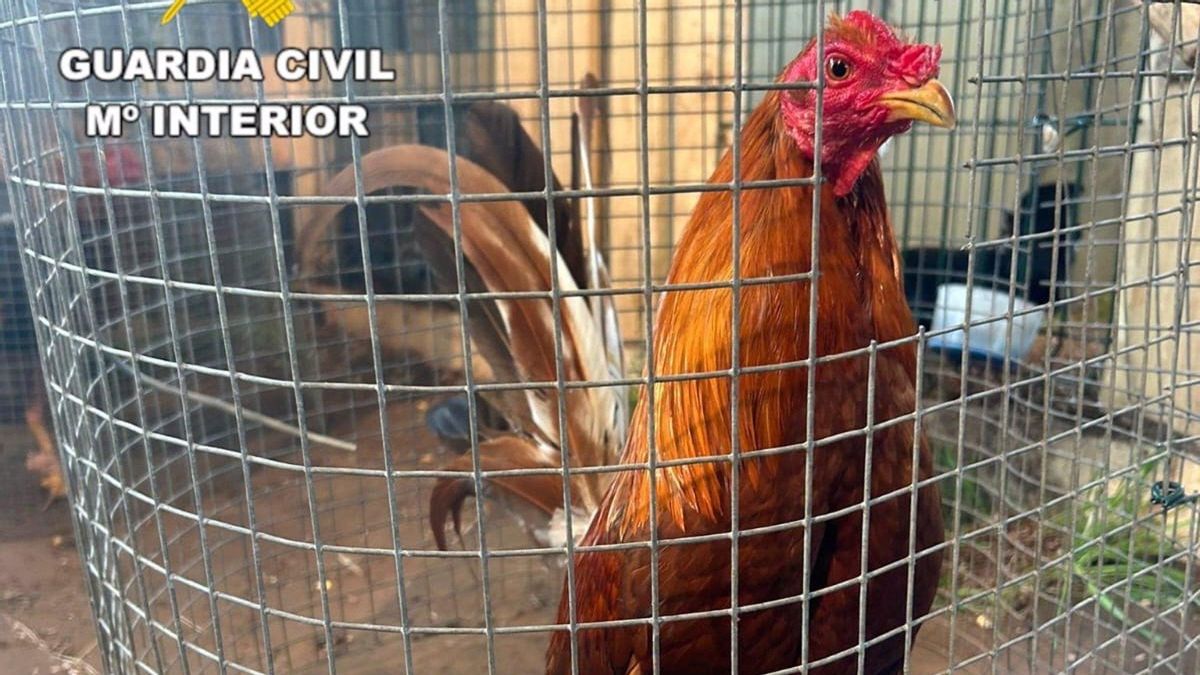 Investigan a cuatro vecinos del municipio coruñés de Coristanco por organizar peleas de gallos