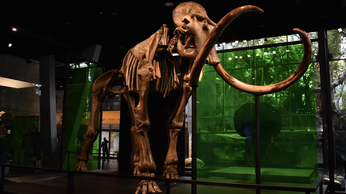 Un esqueleto de mamut lanudo con más de 40.000 años llega a Barcelona para quedarse