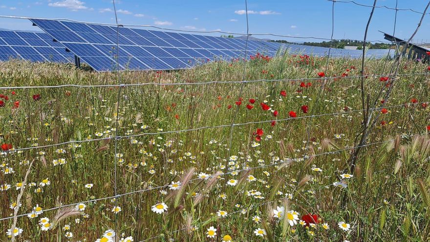 Anulado el cambio en el PGM de Cáceres que permitía instalar fotovoltaicas en Los Llanos