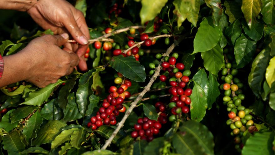 Las nuevas tecnologías reducirían las brechas en la caficultura, dice un candidato al IICA