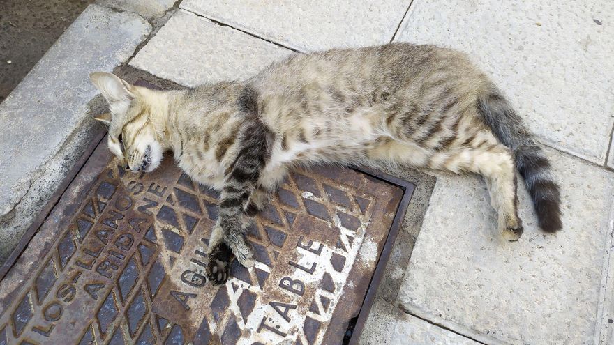 La Guardia Civil investiga a un hombre por la muerte de más de 20 gatos en Los Llanos