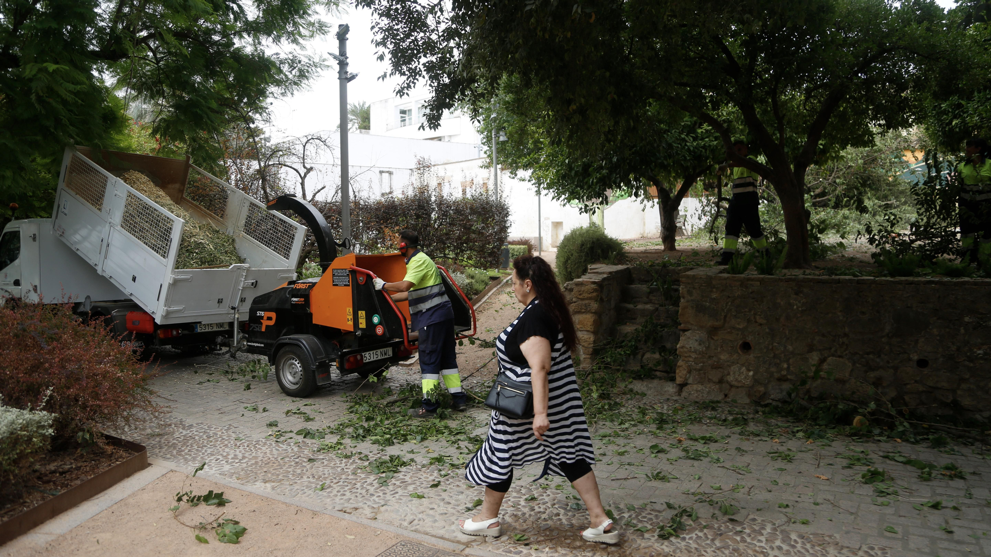 Árbol partido en el parque de Orive