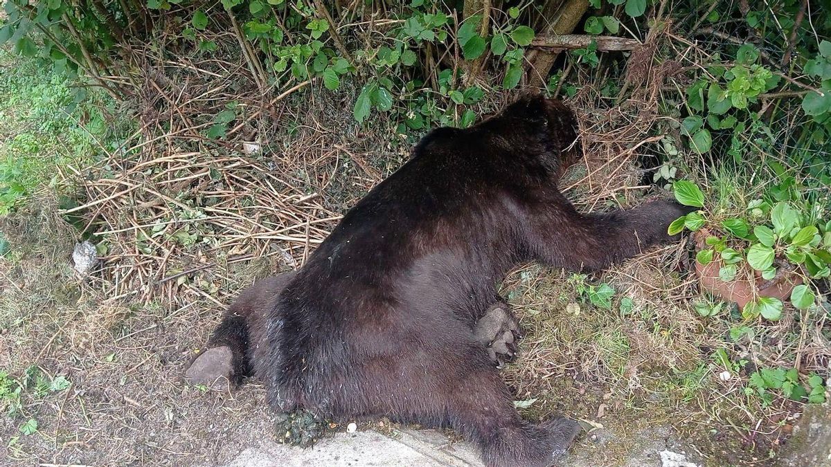 Investigan la muerte a tiros de un oso en el concejo asturiano de Belmonte