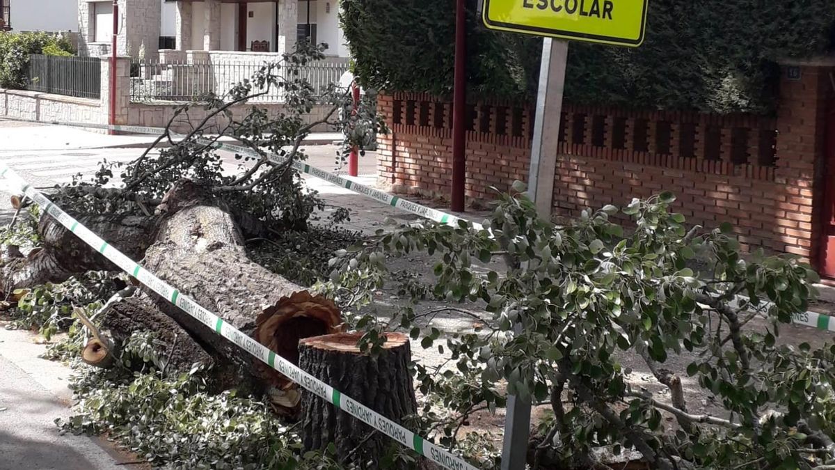 Denuncian la tala de árboles en Haro sin aval técnico y acusan de opacidad al Ayuntamiento