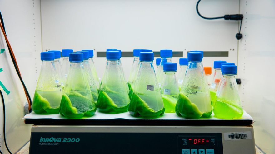 Uno de los casos más "burdos" de ‘ecopostureo’: cuando Exxon Mobil usó las algas para lavar su imagen fósil