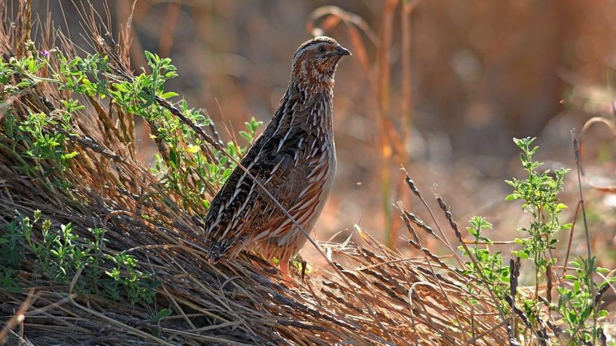 El Gobierno se alinea con los cazadores al oponerse a la suspensión de capturas de codornices avalada por los científicos