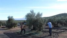 El fin de la campaña de la aceituna marca la segunda subida del paro de 2019