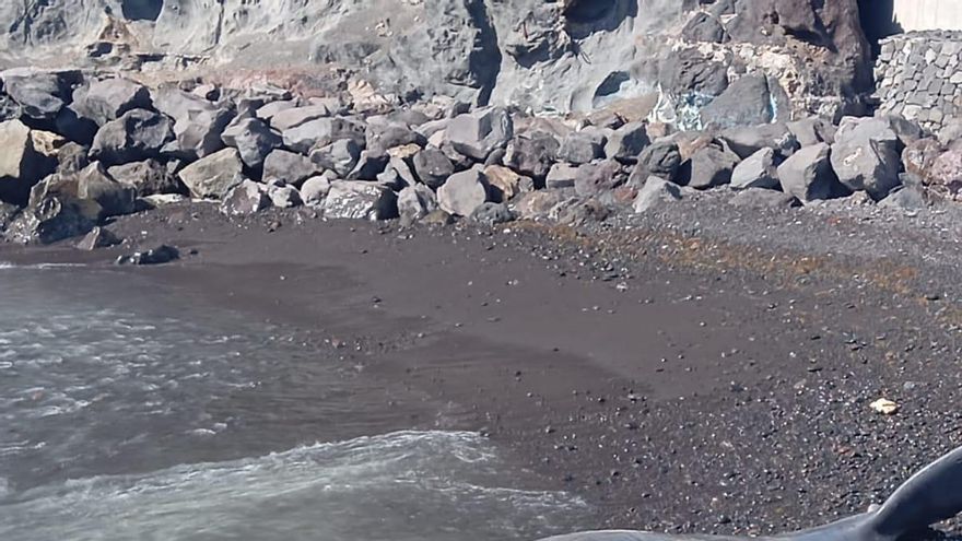 Un corte de más de dos metros en la cabeza: la causa de la muerte del cachalote varado en Tenerife