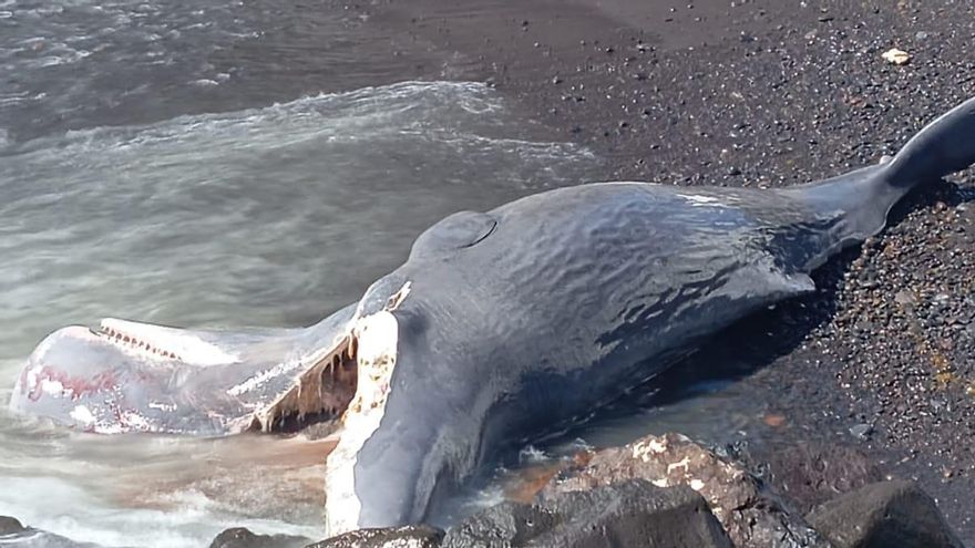 El cachalote varado en Fasnia este miércoles