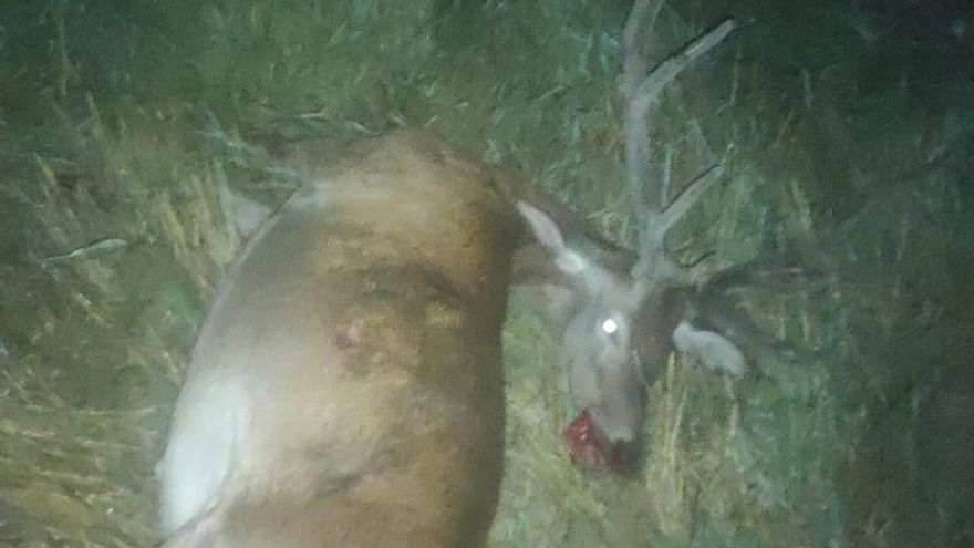 Un vecino de Albacete, entre los furtivos detenidos por disparar contra una manada de ciervos en Albarracín