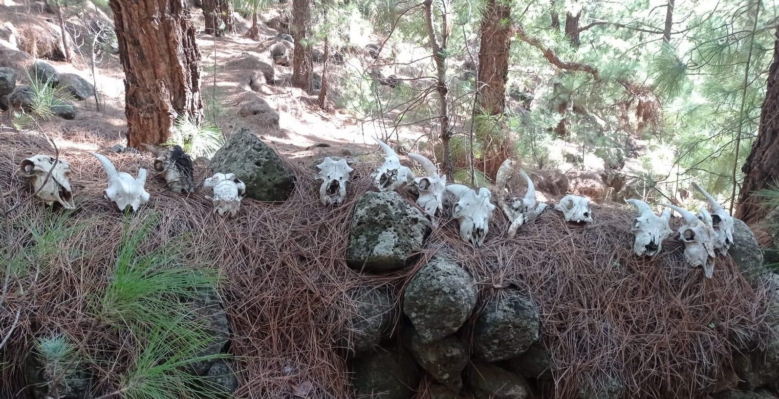 Cráneos de animales localizados en El Riachuelo.
