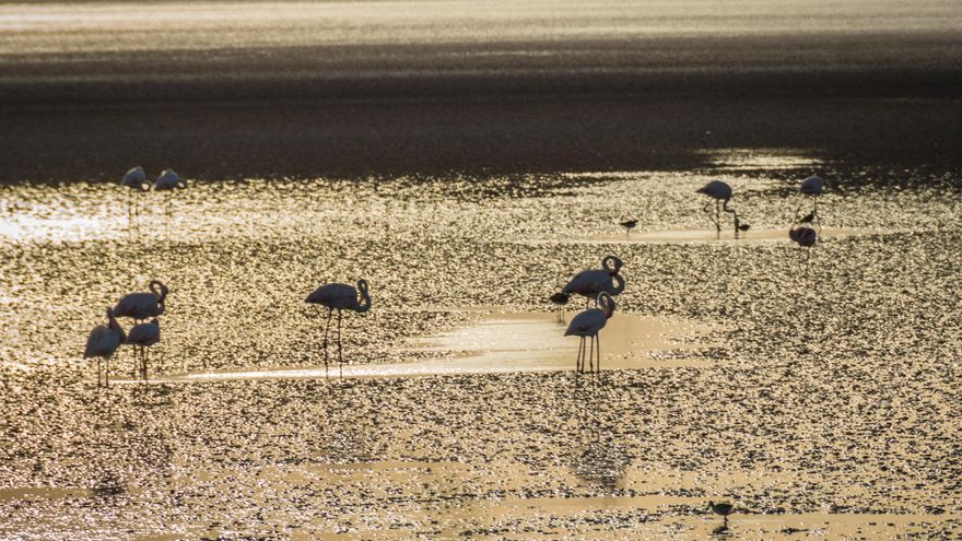 Flamencos en la laguna de Fuente de Piedra, en junio de 2020 | Miguel Heredia
