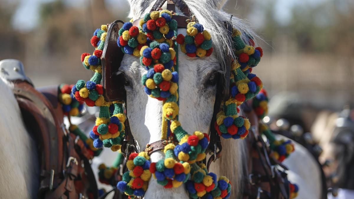 XVIII Marcha Hípica ‘Córdoba a Caballo’