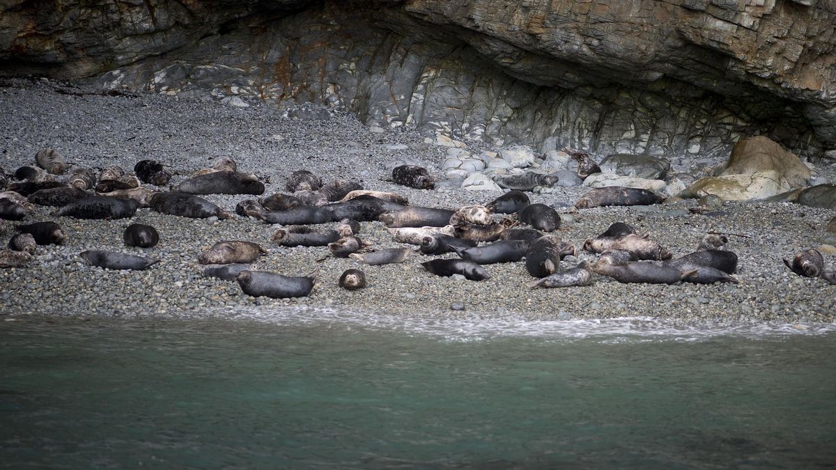 Focas grises en Ramsey Island.