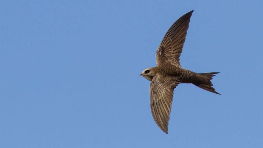 SEO Birdlife denuncia que las obras en el Hospital Provincial amenazan a una de las mayores colonias de vencejos de Córdoba
