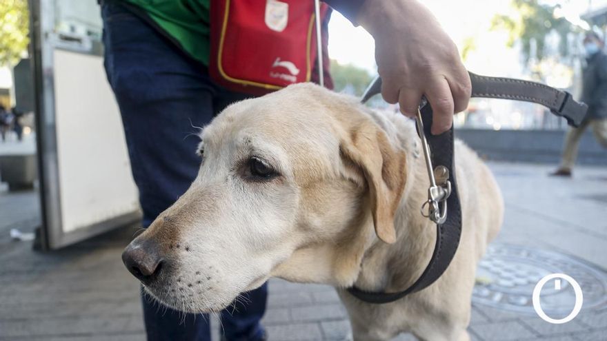 Guaco, el perro guía de Carmelo.