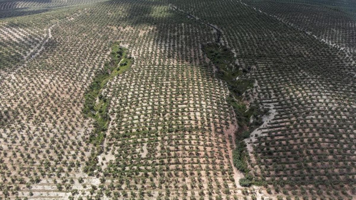 Suelos sanos para un planeta sostenible