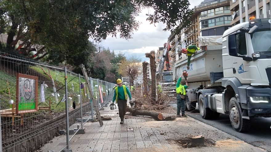 Denuncian que la nueva sede del Basque Culinary Center de Donostia implica un "arboricidio"