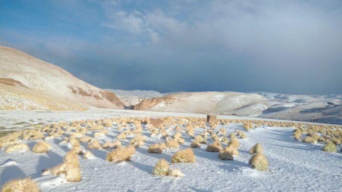 Los humedales altoandinos están conformados por salares, lagos, lagunas y bofedales.
