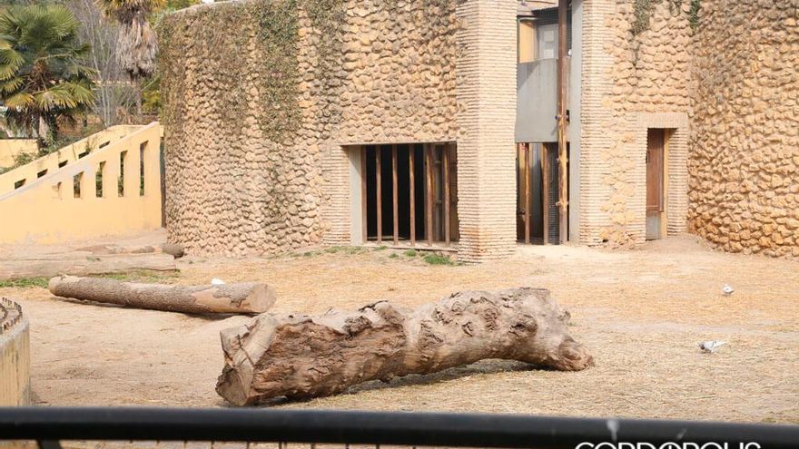 Zoo powita nosorożce azjatyckie w miejscu słonia Flawii