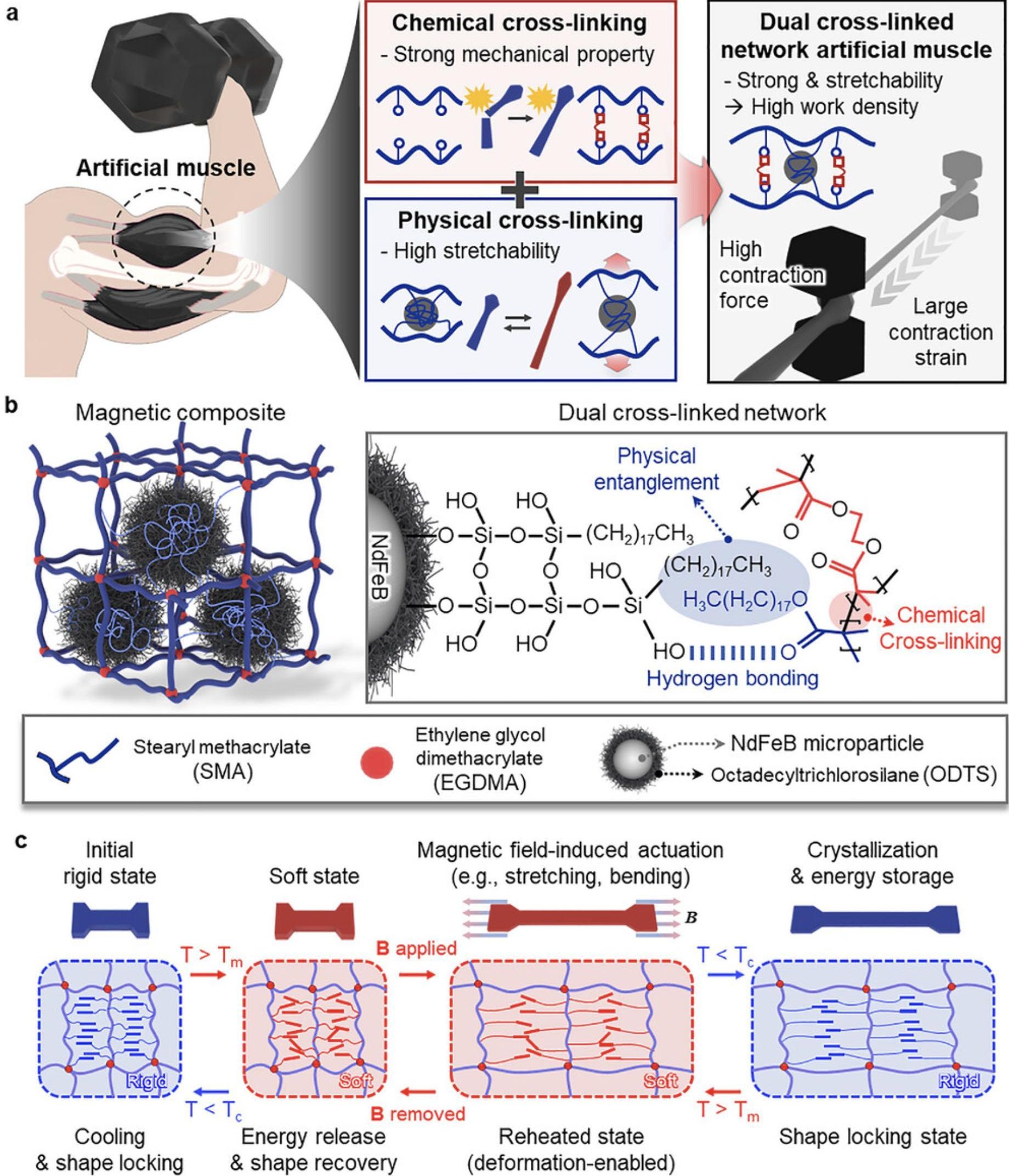 Los robots flexibles buscan moverse con suavidad sin perder precisión
