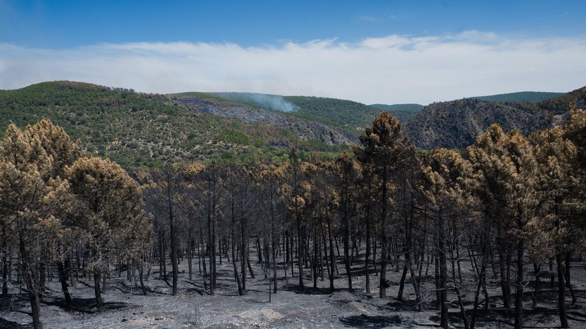 ¿Qué hacer después del fuego?: “Volver al mismo paisaje no va a ser posible”