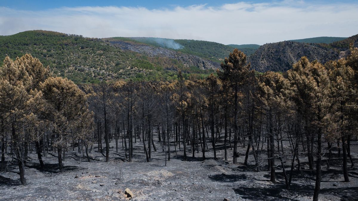 Superficie forestal quemada durante el incendio forestal de La Mierla en Muriel.