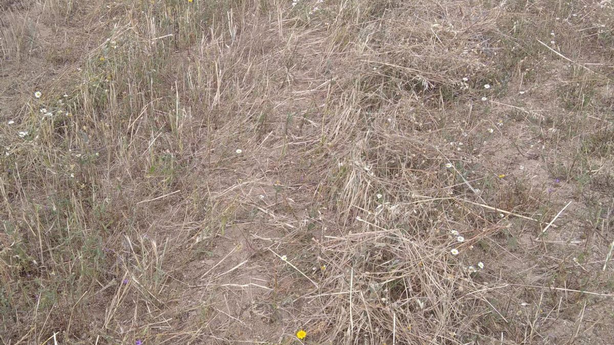 UPA Córdoba alerta de una campaña de cereal crítica y pérdidas casi totales en la zona norte