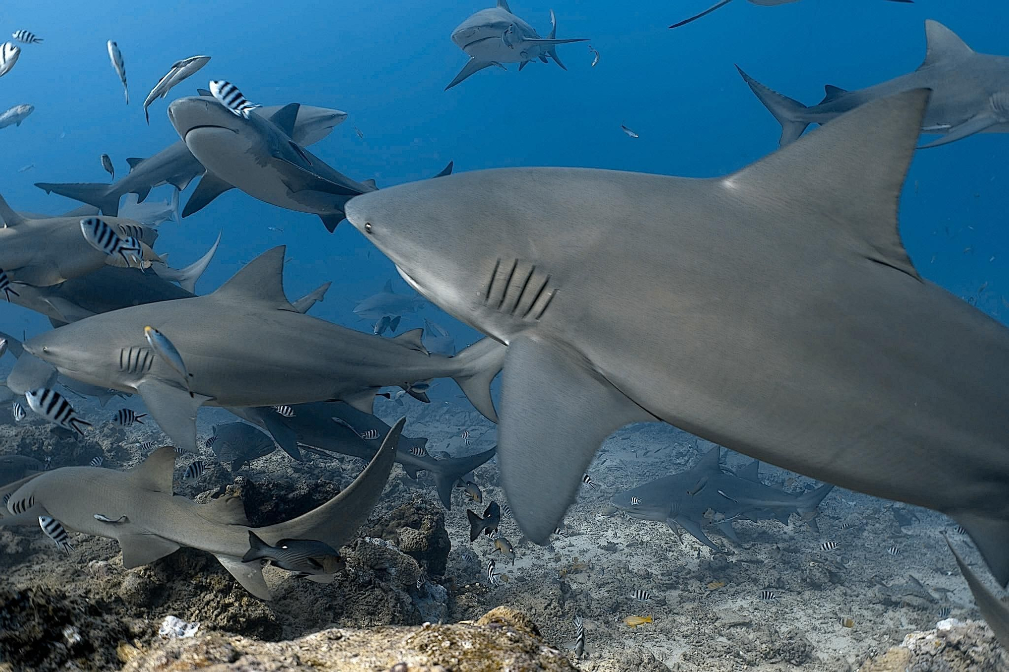 Los tiburones toro mantienen relaciones sociales