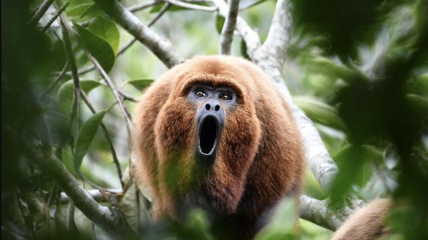 América Latina es la región más afectada por la pérdida de vida silvestre a nivel mundial