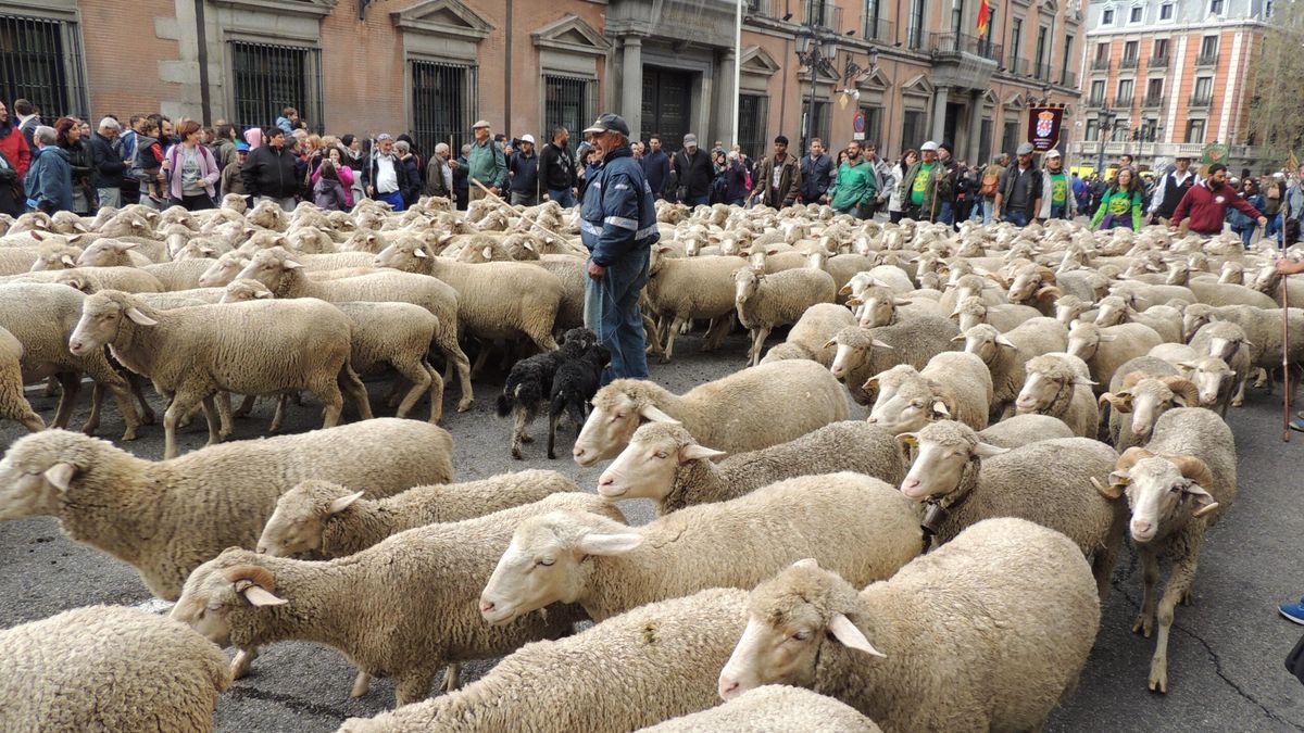 Un rebaño de ovejas a su paso por las calles de la capital