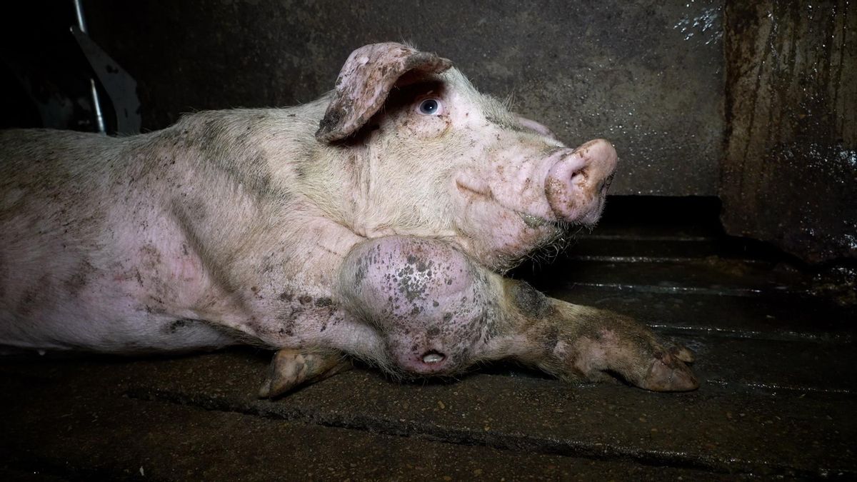 La granja de los horrores de Aragón, con cerdos enfermos y cadáveres, trabaja con una firma con sello de bienestar animal