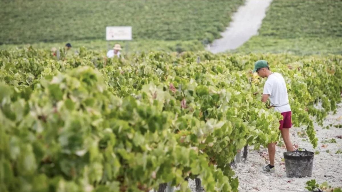 Ayudas a agricultores en Canarias: 85.482 euros para mejorar la producción y comercialización