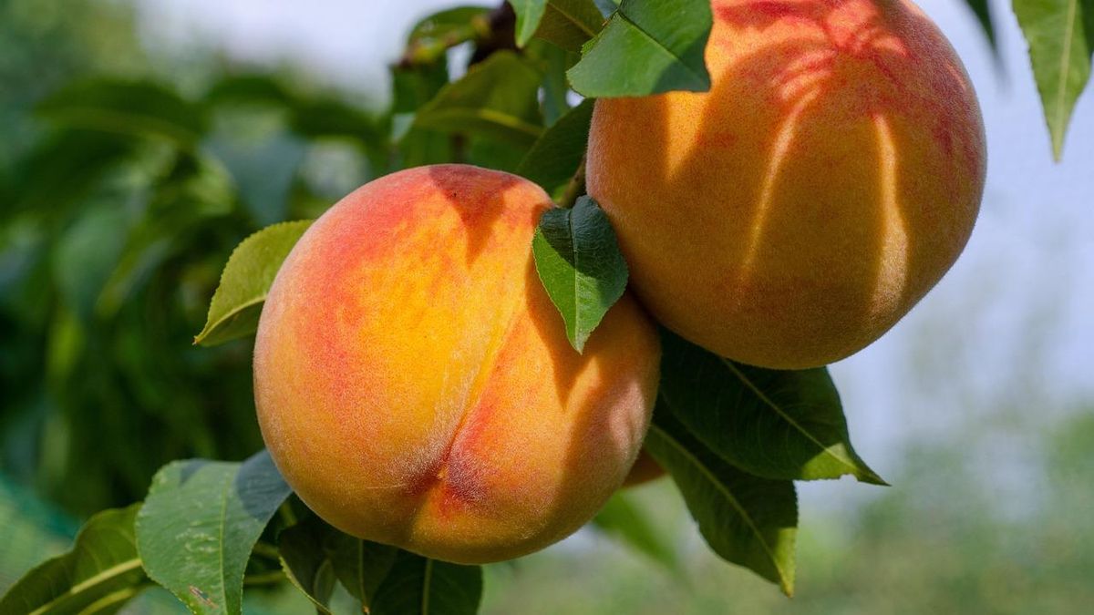 Su sabor dulce y su jugosidad lo convierten en un ingrediente ideal para postres de verano