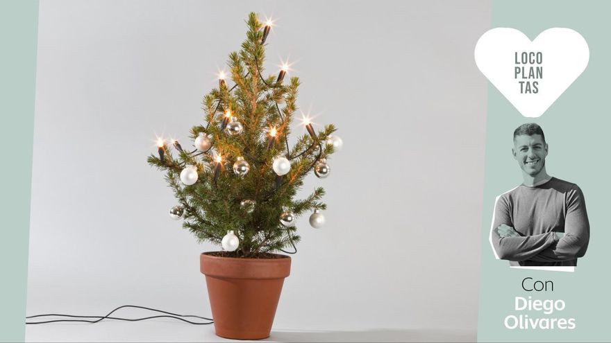 ¿Merece la pena hacerse con un arbolito de Navidad real? Qué hacer para que dure más allá de las fiestas