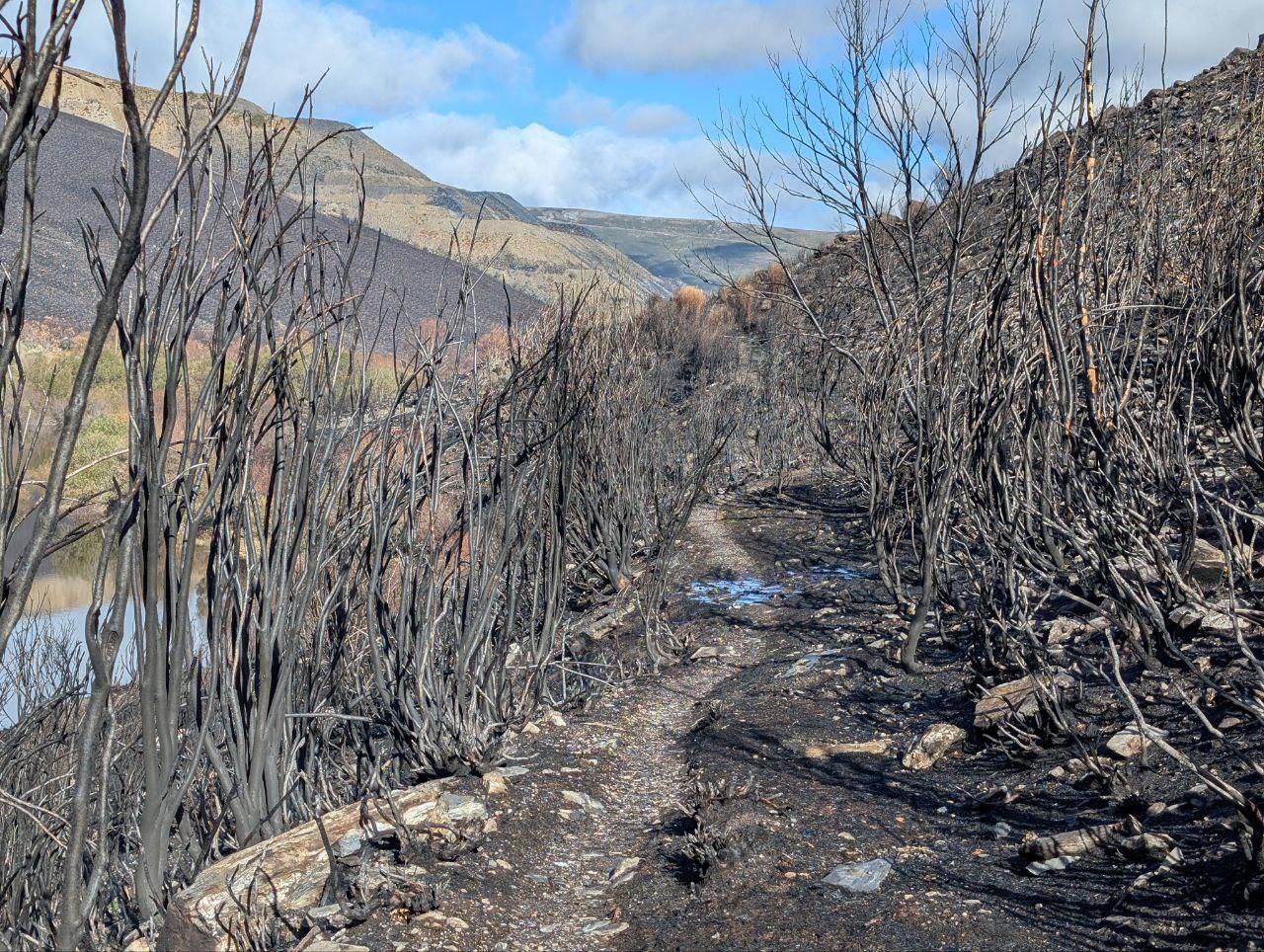El Lago de la Baña tres meses después de ser arrasado por el fuego