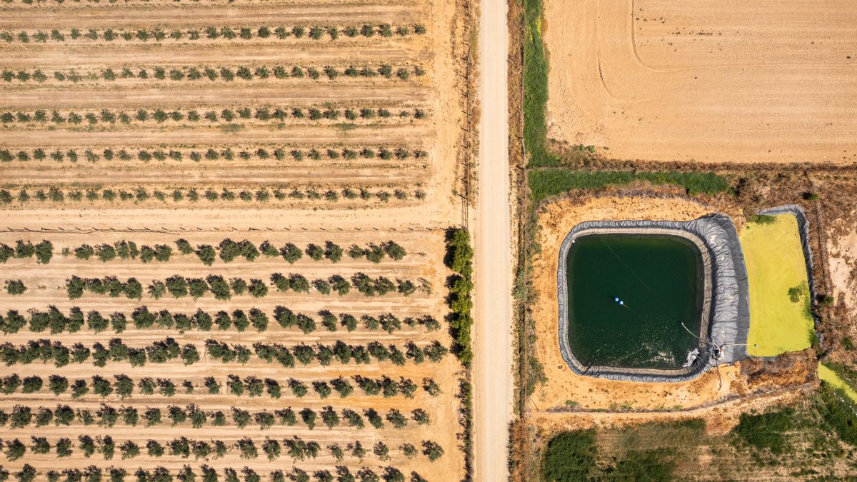 Cultivos en el entorno de Doñana.