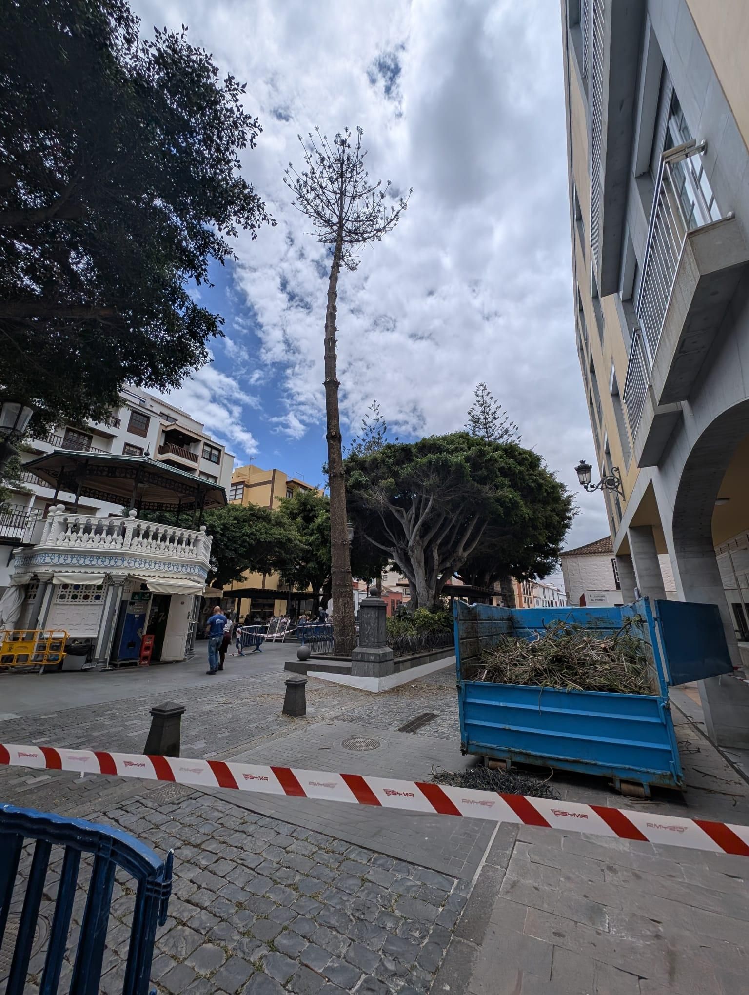 Uno de los árboles que está siendo retirado de la plaza de La Alameda de Santa Cruz de La Palma.
