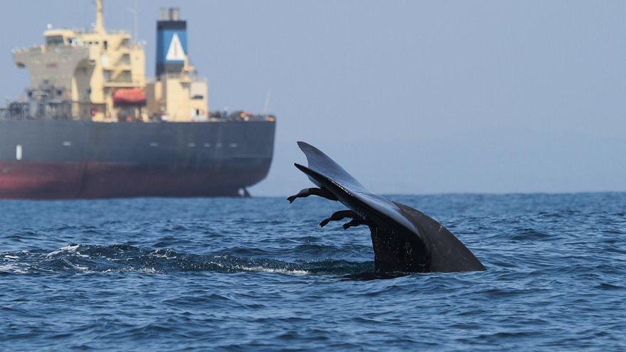 El tráfico marítimo acorrala a las ballenas: solo el 8% de sus hábitats están a salvo de las colisiones mortales con los barcos
