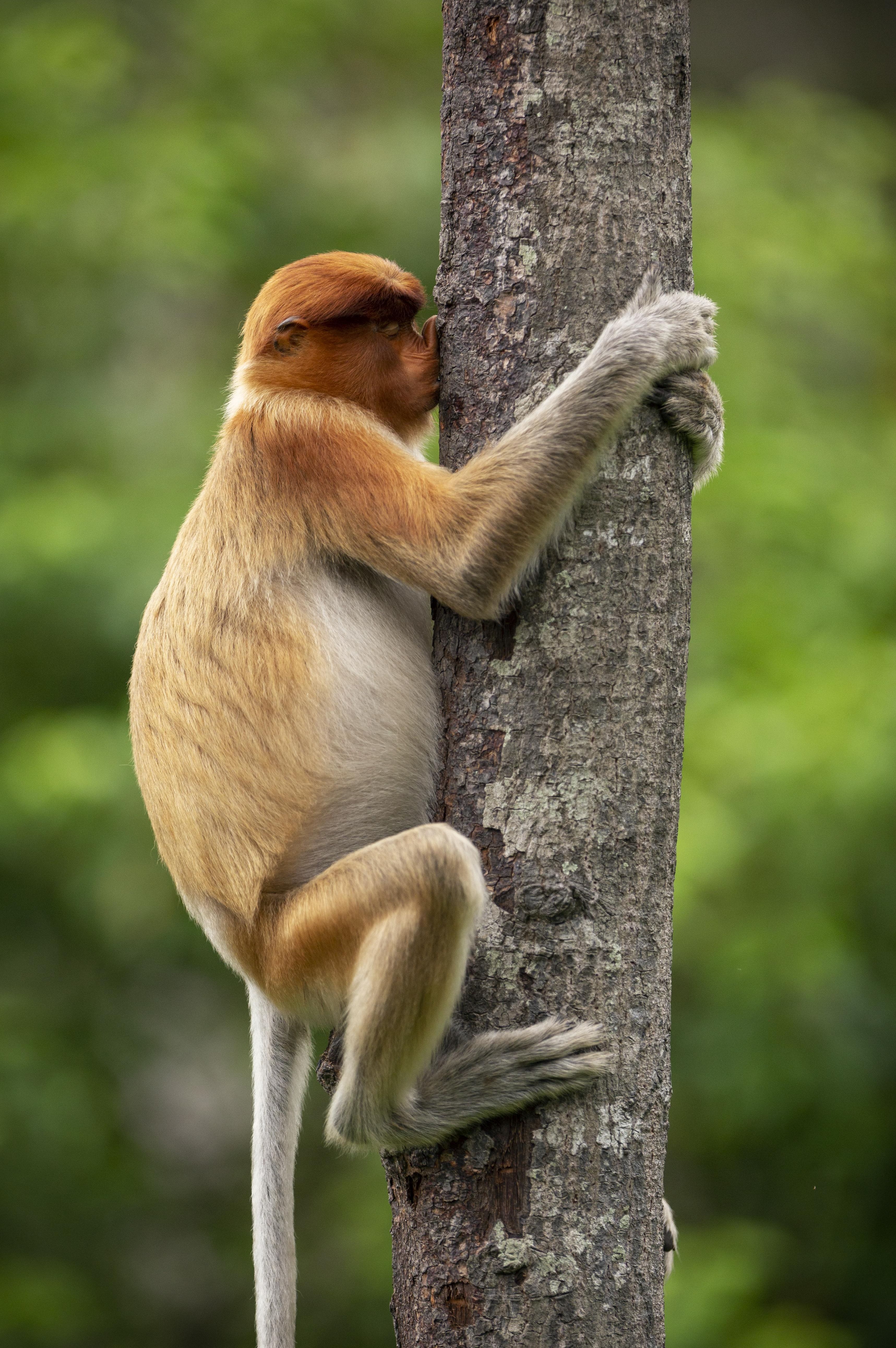 'Abrazador de árbol' ('Treehugger'), una de las imágenes destacadas en la categoría de 'Altamente Elogiadas'